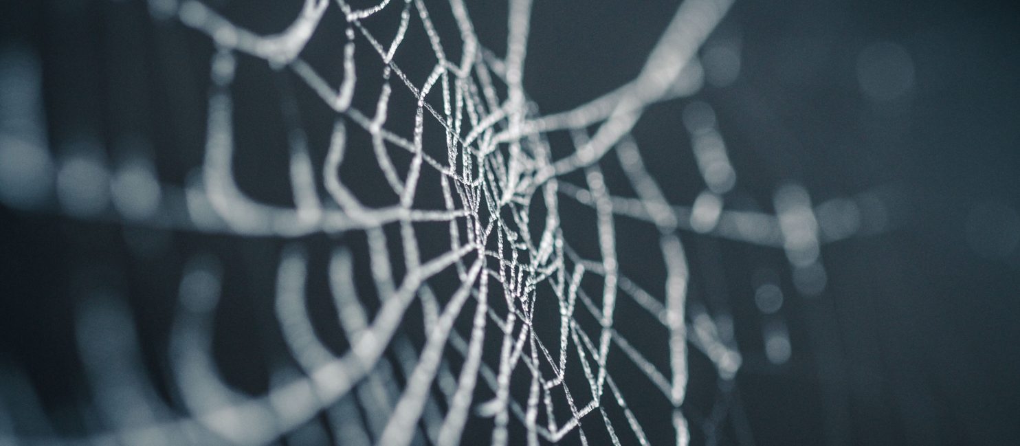 Photo of a spider web