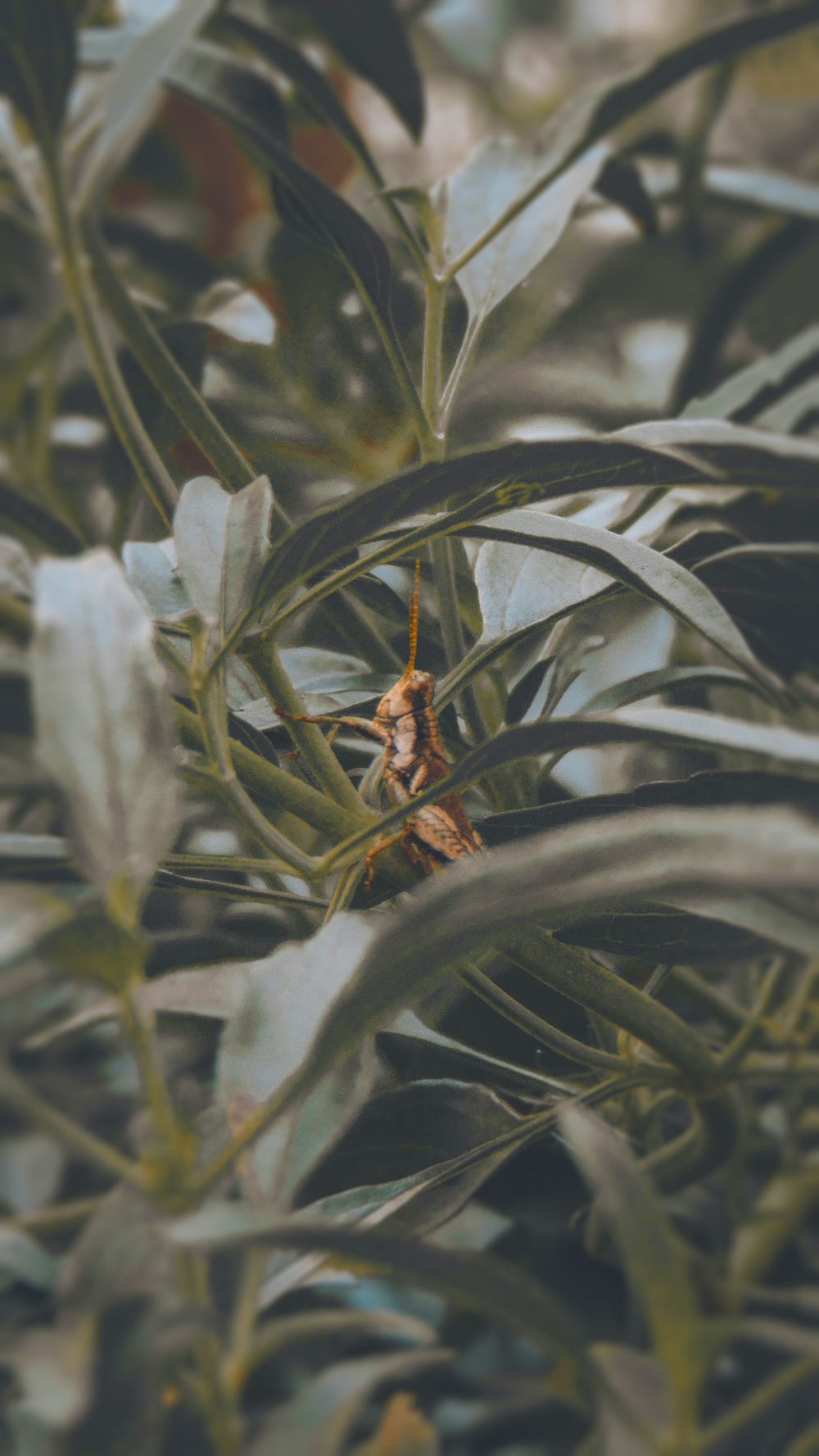 a grasshopper in leaves