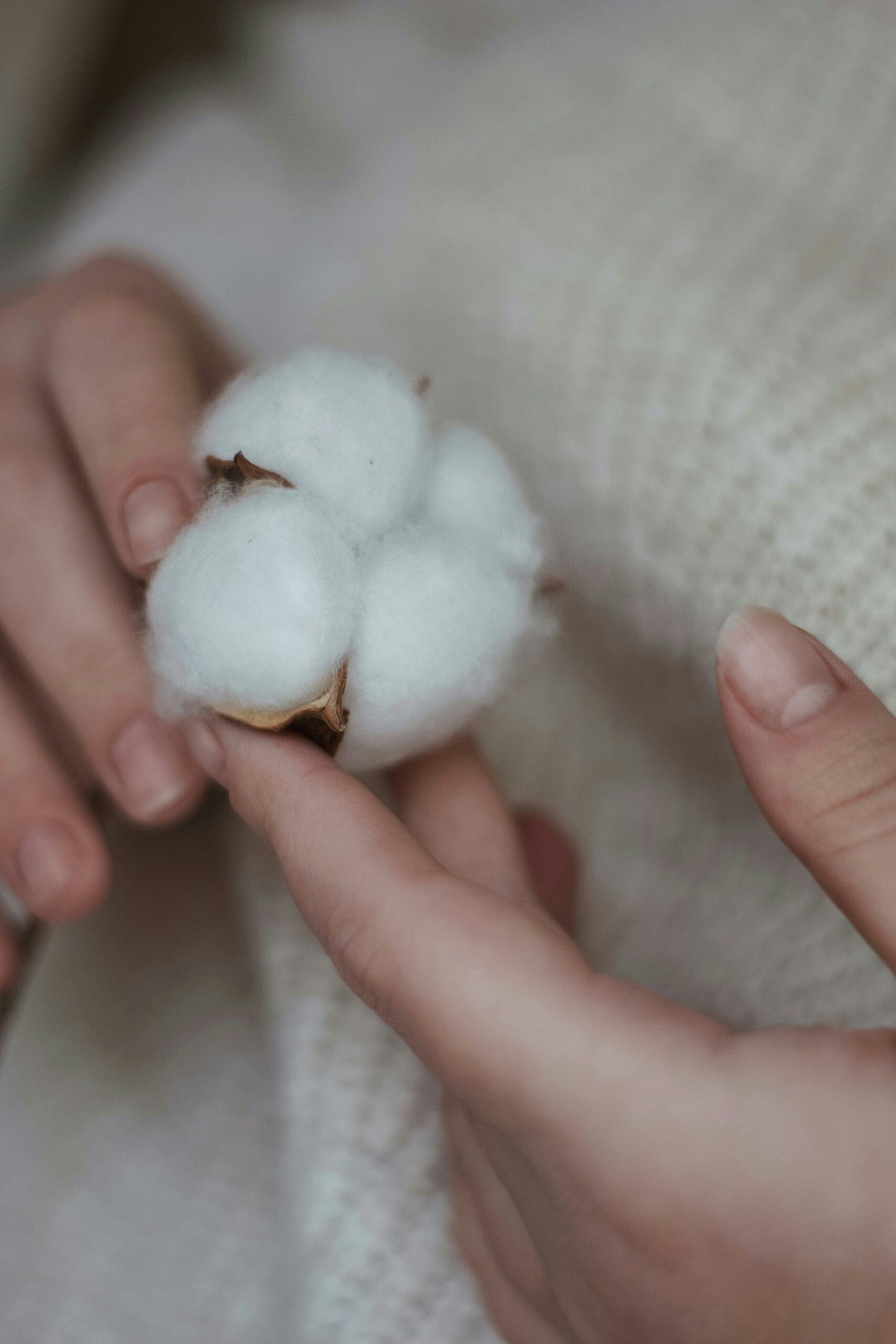 Women holding a cotton plant